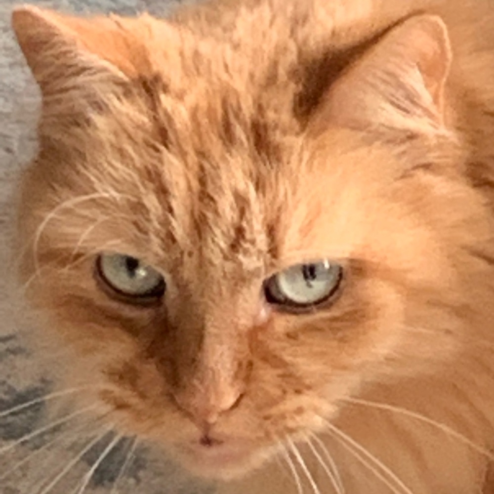 Meet your Posher, Andrea